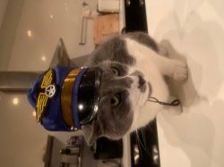 Captain Kitten Meme Template