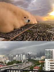 Doge sandstorm Meme Template