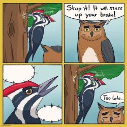 stop it stupid bird Meme Template