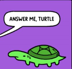 Answer me turtle Meme Template