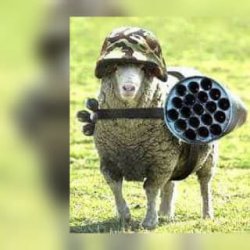 military sheep Meme Template