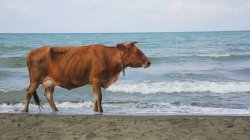 cow on the beach looking at sea Meme Template