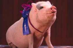 Prize Winning Hog  Pig Meme Template
