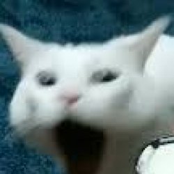 gagging cat Meme Template