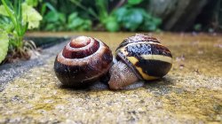 Even snails need a hug Meme Template