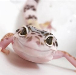 Leopard gekko Meme Template