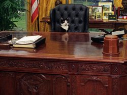 Socks the Clinton's cat at at the Resolute Desk Meme Template