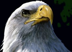 eagle Meme Template