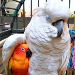 Cockatoo hugging Sun Conure Meme Template