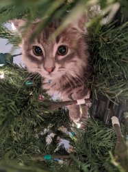 Christmas tree kitten Meme Template