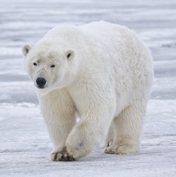 A polar bear Meme Template