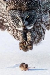 Owl and Mouse Meme Template