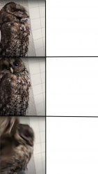 Panic Owl Meme Template