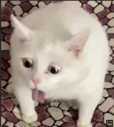 Ahegao cat Meme Template