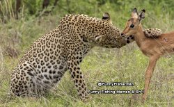 Leopard with deer Meme Template