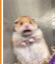 Ah! Hamster Meme Template