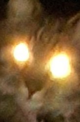 Radioactive cat Meme Template