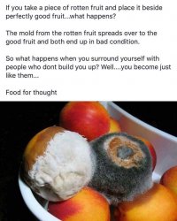 Rotten fruit meme Meme Template