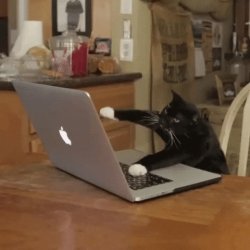Cat on computer Meme Template