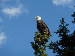 eagle Meme Template