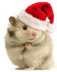 Hamster Holiday Meme Template