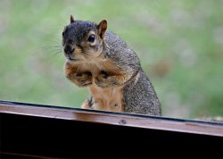 Needy Squirrel Meme Template