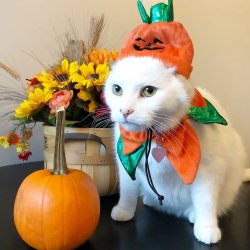Halloween cat Meme Template