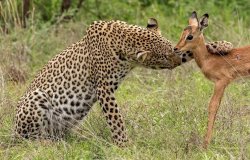 Leopard Antilope Meme Template