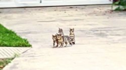 Kittens on patrol! Meme Template