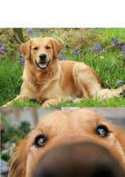 This dog can smell Meme Template