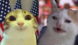 presidential cats Meme Template