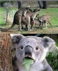 Koala Kangaroo Gangbang Meme Template