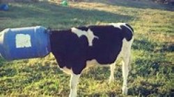 trevor Meme Template