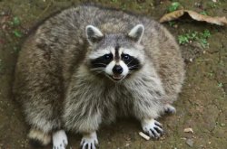 Fat raccoon Meme Template
