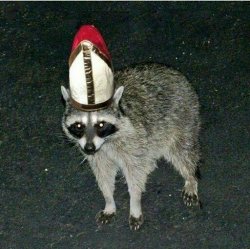 Pope Racoon Meme Template