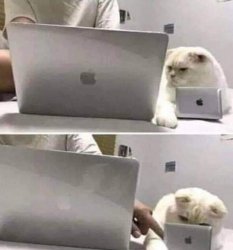 Gato laptop Meme Template