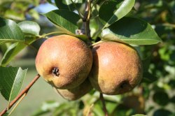 Pear Tree Meme Template