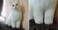 chonky cat cankles Meme Template