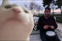 Cat Vibing to Ieven Polka Meme Template