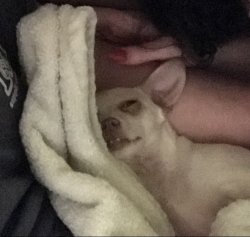 Tired Chihuahua Meme Template