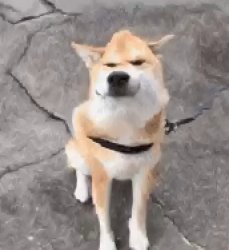 Distorted Doggo Wants To Say Something... Meme Template