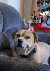 Buster 2.0 Meme Template