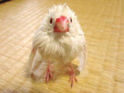Soaked zebra finch Meme Template