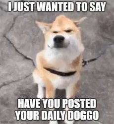 have u posted ur daily doggo Meme Template