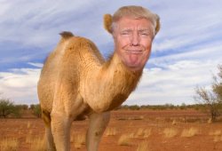 Trump Camel Saudi Arabia has no extradition with the U.S. Meme Template