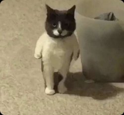 standing cat Meme Template