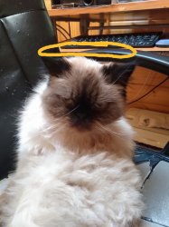 Innocent Violence Meme Template