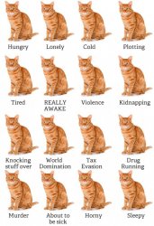Grid Of Cats Meme Template