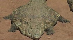 coccodrillo Meme Template