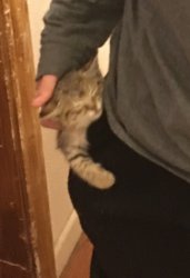 Pocket Cat Meme Template